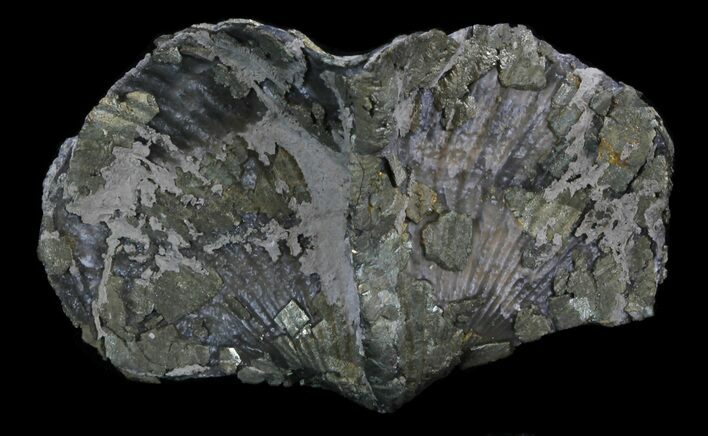 Large Pyrite Replaced Brachiopod (Paraspirifer) - Ohio #34182
